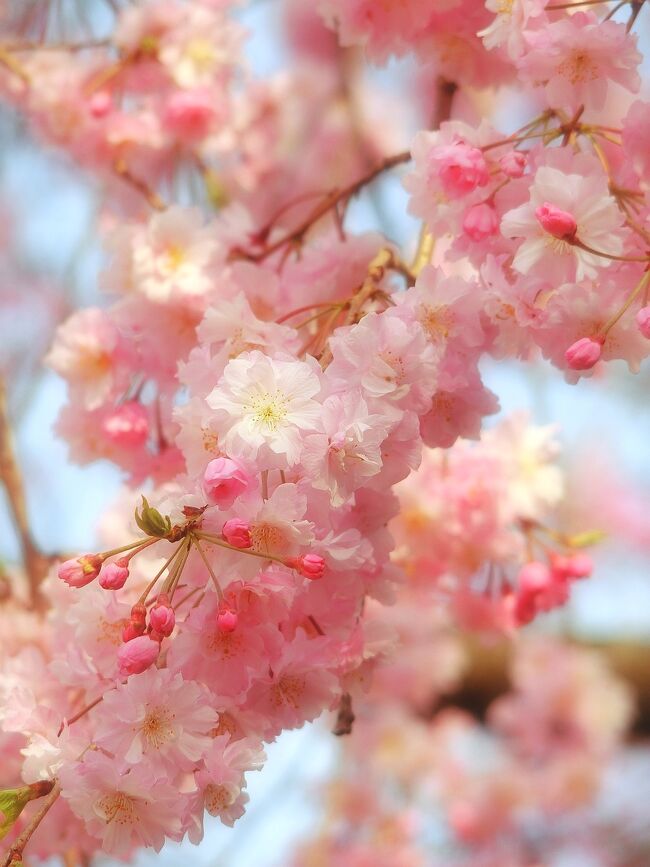 先月投稿しそこねた馬場花木園の枝垂れ桜から4月末のお花まで一挙??公開します。<br />