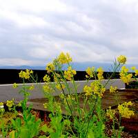 蒸される　南九州の旅（指宿のたまて箱編）