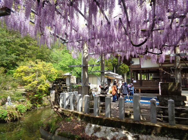 昨年訪れて、意外にも良かった山田の藤(熊本県玉名市山田日吉神社)。<br />同じ玉名市の草枕温泉の無料券があったので、今年も訪れてみました。<br />(昨年の旅行記と被る部分も多く恐縮です。他に何か後付けしようと思いましたが、紆余曲折の末この形となりました)<br /><br />また、玉名市天水町エリアの直売所・郷〇市に併設されていた食事処「みかんの花」が閉店してしまったようです。美味しい料理にアットホームな雰囲気で、本当に残念です。感謝と惜別の意を込めて、過去の写真などを載せました。<br /><br />(2022/6/8公開).