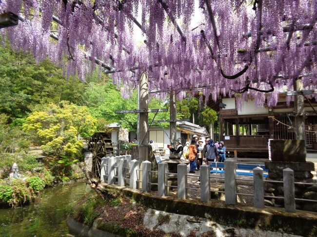 山田の藤（2022）　そしてさようなら、お食事処「みかんの花」