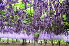 艶（あで）やかに咲き誇る藤の花♪