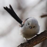 [2022年4月] 野鳥撮影の道央旅 ～白老で湯治して札幌から再始動～