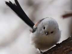 [2022年4月] 野鳥撮影の道央旅 ～白老で湯治して札幌から再始動～