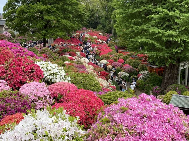 桜からツツジの見ごろの時期になってきました。<br />今回は都内のツツジの名所である根津神社に行ってきました。