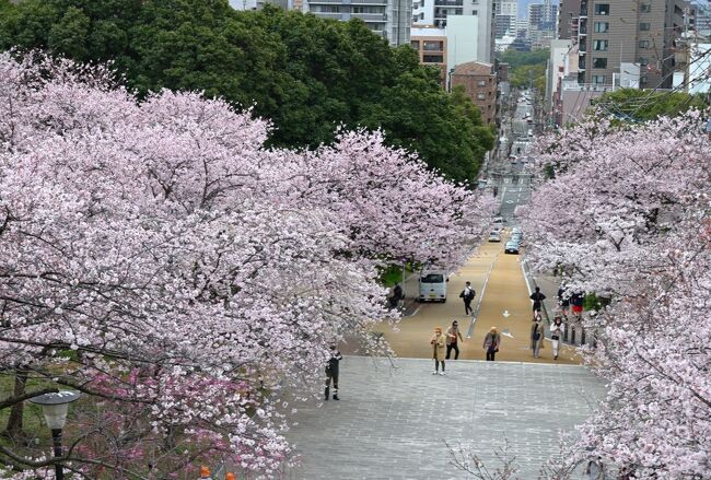 やっと例のまん防も解除され、久しぶりに遠出してみようかと思い立ち、今回は１泊２日で、すでに桜が開花し始めている九州のうち２つの都市（熊本県熊本市＆福岡県福岡市）を順に巡っていくことに。<br /><br />旅の２日目は福岡市内を巡っていくこととし、「福岡城跡」に整備された「舞鶴公園」を訪れたのち、引き続き、市内でも有数の桜の名所である「西公園」へと向かうとともに、その後、市内に鎮座する筑前国一之宮「住吉神社」へと参拝していきます。<br /><br />小高い丘陵地全体に広がる「西公園」には約1,300本もの桜が植えられており、ちょうど満開のタイミングの園内を、お花見しながらゆっくりと散策することができました♪<br /><br /><br />〔2022.3 さくら彩る春の九州２都巡り〕<br />●Part.1（１日目①）：熊本城（日本100名城／日本さくら名所100選）<br />　https://4travel.jp/travelogue/11747187<br />●Part.2（１日目②）：水前寺成趣園<br />　https://4travel.jp/travelogue/11748106<br />●Part.3（２日目①）：福岡城跡（日本100名城）<br />　https://4travel.jp/travelogue/11749943<br />●Part.4（２日目②）：西公園（日本さくら名所100選）／住吉神社（筑前国一之宮）【この旅行記】<br /><br />〔日本さくら名所100選でお花見〕<br />●隅田公園（東京都墨田区）：https://4travel.jp/travelogue/11683954<br />●小田原城址公園（神奈川県小田原市）：https://4travel.jp/travelogue/11685392<br />●小諸城址懐古園（長野県小諸市）：https://4travel.jp/travelogue/11535605<br />●松川公園（富山県富山市）：https://4travel.jp/travelogue/11511007<br />●高岡古城公園（富山県高岡市）：https://4travel.jp/travelogue/11741823<br />●兼六園（石川県金沢市）：https://4travel.jp/travelogue/11743001<br />●姫路城（兵庫県姫路市）：https://4travel.jp/travelogue/11593194<br />　　　　　　　　　　　　　https://4travel.jp/travelogue/11601496<br />●奈良公園（奈良県奈良市）：https://4travel.jp/travelogue/11615907<br />●郡山城址公園（奈良県大和郡山市）：https://4travel.jp/travelogue/11613989<br />●松江城山公園（島根県松江市）：https://4travel.jp/travelogue/11478799<br />●鶴山公園（岡山県津山市）：https://4travel.jp/travelogue/11484252