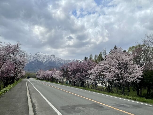 北海道はGWが桜のシーズン。お花見と美味しいものが目的の旅行です。<br /><br />【日程】<br />1日目：新千歳空港→富良野<br />2日目：富良野→美瑛→札幌<br />3日目：札幌<br />4日目：札幌→新千歳空港<br /><br />【費用】<br />レンタカー：<br />高速料金・ガソリン代：<br />ホテル：<br />ホテル：<br />飲食：<br />その他：