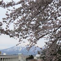 桜を追い掛けて　青森～函館へ（3）