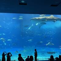 2022年4月　初めての沖縄ひとり旅 part3～美ら海水族館、オリオンモトブ編～