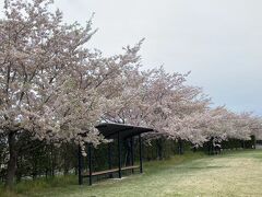 まだ桜が見たい！遅咲きの桜を求めて栃木県