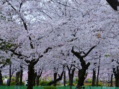 愛知県のさくら１００選の地を巡る　その１（鶴舞公園）