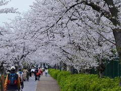 愛知県のさくら１００選の地を巡る　その２（山崎川 四季の道）