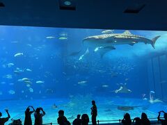 2022年4月　初めての沖縄ひとり旅 part3～美ら海水族館、オリオンモトブ編～