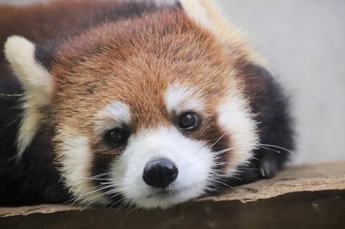 新緑と先月のリベンジの埼玉こども動物自然公園（北園）お外デビューの子牛ベルと子羊～さよならガンコちゃん～タケノコに見向きしないレッサーパンダ』東松山(埼玉県)の旅行記・ブログ  by まみさん【フォートラベル】