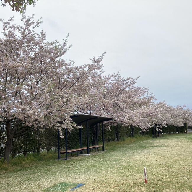 まだ桜が見たい！遅咲きの桜を求めて栃木県