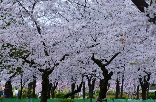 今年も訪ねます、「さくら１００選の地」。　<br />本日、訪れたのは、鶴舞公園・山崎川四季の道・岡崎公園の３ケ所。<br /><br />最初に訪ねたのは名古屋市昭和区にある鶴舞公園。<br /><br />満開のサクラが出迎えてくれました。<br /><br />・鶴舞公園<br />　公園内にある約700本のソメイヨシノが、シーズンになるといっせいに開花する様子はまさに絶景。毎年その光景を楽しみにしている人も多く、「日本さくら名所100選」にも選ばれている。日本の文化をヨーロッパ風にしようという明治の思想を受け、公園内には洋風庭園と日本庭園、両方の趣をもっています。正面入口を入ると、まず出迎えるのがヒマラヤスギの並木。噴水塔や奏楽堂を過ぎると胡蝶ヶ池や竜ヶ池が見えてきます。明治から現在に至るまで、多くの人にとって憩いの場所であり続けています。平成18年（2006）、「日本の歴史公園百選」に指定されたほか、平成21年（2009年）には国の登録記念物となりました。歴史的価値にも注目が集まっています【Aichi Now より】<br /><br />・入園料　　不要　　　　　　　　<br />　　　　　　　　　　　　　　　　　<br />・駐車料金　　１８０円　（３０分）<br /><br />・鶴舞公園のHPはこちら<br />　　　https://tsurumapark.info/