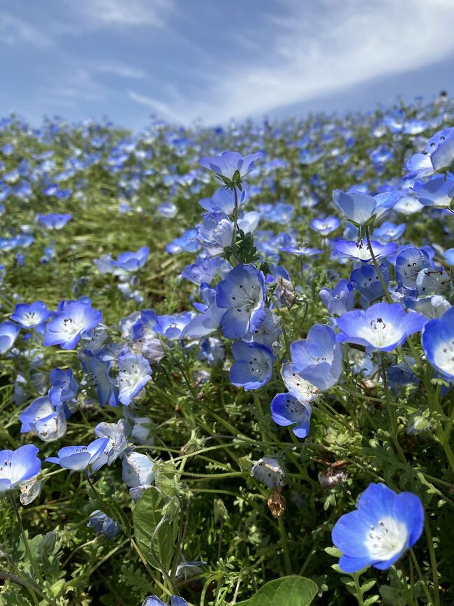 ひたち海浜公園のネモフィラとあしかがフラワーパークの藤の花。GWに見ごろの季節を迎えるこの2つの公園を1日で周る満足の旅でした。<br />JRの首都圏で使えるのんびりホリデーsuicaパスを活用しお得に快適な旅でした。<br /><br />横浜発で料金は、合計　8830円<br />（のんびりホリデーパス2670円<br />区間外の精算　1980円（土浦→勝田、勝田→下館）<br />特急料金　1480円<br />ひたちなか海浜鉄道＋ひたち海浜公園入場料　1000円<br />あしかがフラワーパーク　入場料1700円）<br /><br />時間は 7:46発22:01着の14時間25分<br />（ひたち海浜公園　約2時間<br />あしかがフラワーパーク　約2時間<br />昼が約1時間）<br />でした。