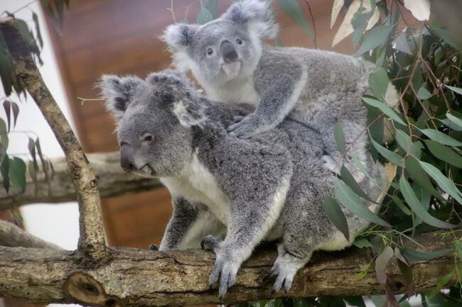 新緑と先月のリベンジの埼玉こども動物自然公園 東園 今回は起きているコアラねらい クオッカも活発 危うく見逃すところだったアニマルステージ 東松山 埼玉県 の旅行記 ブログ By まみさん フォートラベル