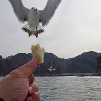 トラピックス　三陸海岸大縦断と食の宝庫の味覚を食す3日間の旅（4）55年振りの北山崎クルーズでウミネコと遊ぶ。