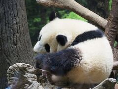 はじめまして♪シャオシャオ＆レイレイ　上野動物園の双子パンダ観覧に当選☆彡
