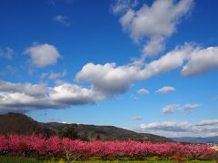 【福島花めぐり】飯坂温泉の花ももの里、温泉に浸かった後に花桃のライトアップも見てきました