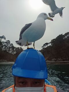 トラピックス　三陸海岸大縦断と食の宝庫の味覚を食す3日間の旅（3）55年振りの三陸の日の出を眺め、浄土ヶ浜で頭の上にウミネコを乗せる。