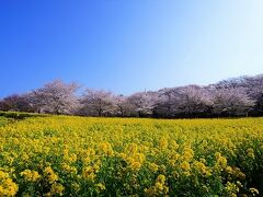 満開の赤城南面千本桜を見に行く