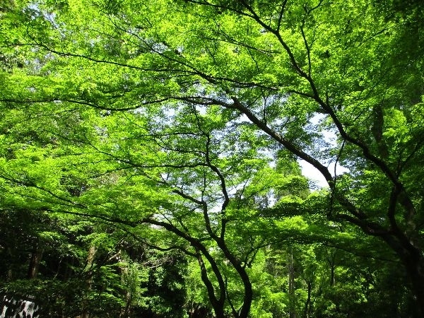 テレビで見た北野天満宮の「青もみじ」の鑑賞に合わせ、夏日になり「暑さ慣れ」のトレーニングを兼ねて「きぬかけの路」<br />の散策をする。5月末に実施する「旧街道・日本縦断」紀行の最終行程、青森から津軽半島竜飛岬紀行の予行練習だ。<br />「青もみじ」の景観を満喫し、強い日差しの中を歩いた有意義な散策だった。<br />　<br />　http://ks5224.fc2web.com/hy00hp/hy-60.html<br /><br />　HP   http://ks5224.fc2web.com/