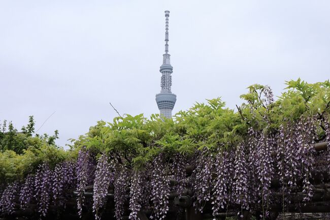 東京都江東区亀戸三丁目、亀戸天神社の藤を見に行きました。