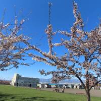 桜を追い掛けて　青森～函館へ（4）