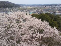 2020年3月　尾関山公園(三次)へ桜満開旅♪
