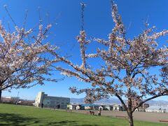 桜を追い掛けて　青森～函館へ（4）