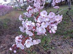 今年も畑のお手伝い・補植で！桜は見れないかな？！と心配したけれど見れました♪