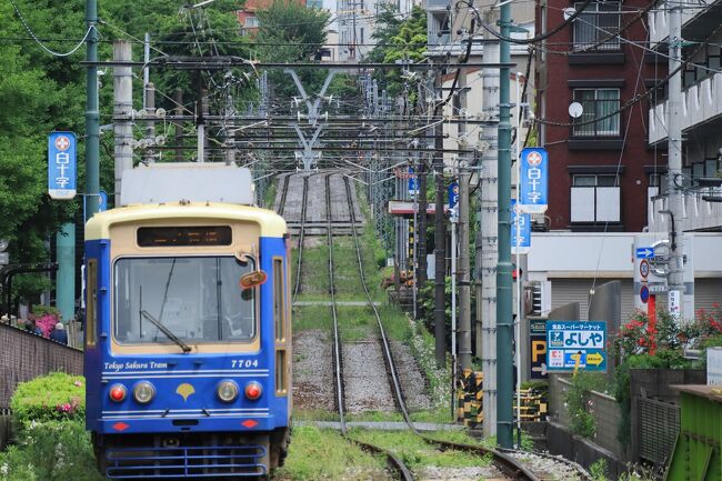 5月1日<br /><br />今日の天気は曇り後雨。<br />暁埠頭で車中泊をして飛行機の飛び立つ音で<br />目覚めた私達。<br /><br />GWは始まったばかり♪<br />さて、何をして過ごしましょうか。<br /><br />以前から気になっていた都電(桜トラム)沿線<br />ウォーキングはどうかしら?<br />早稲田間~三ノ輪橋(12.2km・30の駅)<br />日頃の運動不足を考えると、ちょっと大胆な企てだけど。<br />歩いて回ったらどうなるのかしら?<br /> ふふふ(o´罒`o)<br />・・・どうなったと思います?・・・・<br />お時間がありましたらお付き合いくださいませ。<br /> (*^-^*)<br /><br />