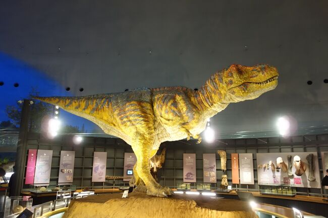 勝山で一番の人気スポットは、やはり恐竜博物館ですね。<br />勝山まで来て、外せない観光地という事で、ホテルから<br />マイクロバスに乗って、博物館見学に向かいます。