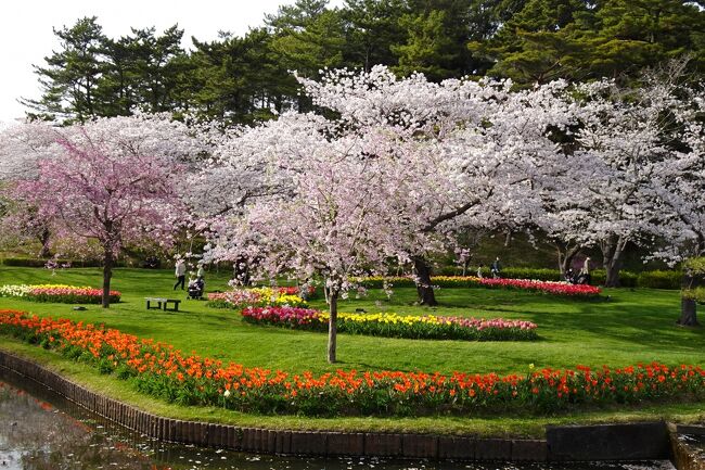 &#127800;偶然・桜を追っての旅となったドライブ周遊旅　<br /><br />淡路島～琵琶湖～浜名湖～富士川～宇都宮～東京　2022.3月末から4月初め　3泊4日の旅記録です。<br /><br />お天気も良く、行く先々で桜や花々に出合い<br />富士川からの桜と富士山のコラボは一生ものでした。<br /><br />見た桜は　京都　琵琶湖　浜名湖　富士川　宇都宮　東京<br />花も良いけど、食も楽しみな旅でした。<br /><br />1日目　淡路島～明石海峡大橋～新名神～大津～東名～浜松　　　浜松泊<br />2日目　浜松～東名で牧の原～富士川～圏央道～東北道で宇都宮　宇都宮泊<br />3日目　宇都宮～新幹線で東京　上野　飛鳥山の桜　　　　　　　東京泊<br />4日目　銀座の桜　