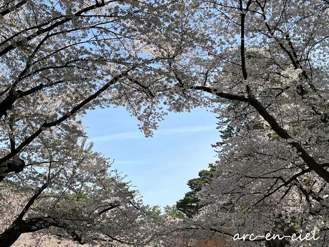 桜前線とともに★北東北レトロな温泉旅【１】桜花爛漫の弘前公園（2022）