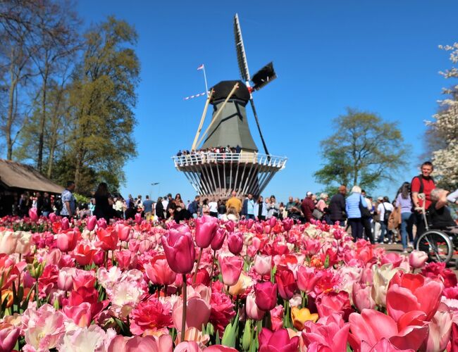 オランダにある世界最大の花の庭園「キューケンホフ」に行ってきました。<br /><br />---Tagesfahren 17.4.2022---<br />コロナ禍以来、3年ぶりの再オープンとなったキューケンホフ公園。1年のうち開園するのはたった2カ月。美しく咲き誇るチューリップは春のオランダの代表的景観のひとつであり人気観光スポットのひとつです。<br /><br />▼Ticket<br />スキポール空港発シャトルバス（往復）＋キューケンホフ入場のコンビチケット ：EUR 29.50