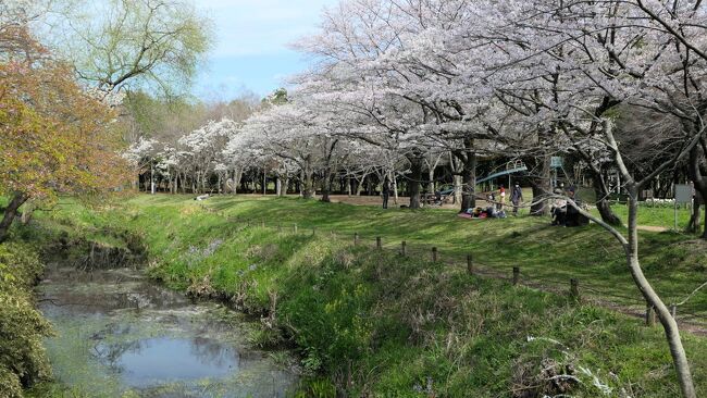 春の花を探してうろうろ歩いたまとめ記録 2022  ≪カタクリにも遭遇≫