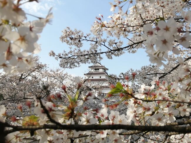 福島県の喜多方の日中線のしだれ桜を見に行くことをメインに5泊6日で行ってきました。会津若松に宿泊して周辺の鶴ヶ城や大内宿、東北の駅百選に選ばれている只見線の駅などを観光してきました。<br /><br />★旅行記４のルート<br />ホテル石橋→野口英世青春館→鶴ヶ城（日本100名城）<br /><br />*------------------------------------------------------*<br />1日目　2022年4月19日（火）<br />１．東北の駅百選の磐梯熱海駅<br />*------------------------------------------------------*<br />2日目　2022年4月20日（水）<br />２．喜多方 日中線の満開のしだれ桜並木さんぽ<br />３．喜多方 食堂はせ川～日中線のしだれ桜並木～うららのかき氷<br />４．会津若松 桜が散りかけの鶴ヶ城←★今ここ<br />５．会津若松 桜の鶴ヶ城のライトアップ<br />*------------------------------------------------------*<br />3日目　2022年4月21日（木）<br />６．東北の駅百選 湯野上温泉駅<br />７．大内宿街並みさんぽ<br />８．大内宿グルメ（三澤屋～玉屋分家）～湯野上温泉駅<br />９．芦ノ牧温泉駅（猫駅長＆牛乳屋食堂）<br />*------------------------------------------------------*<br />4日目　2022年4月22日（金）<br />10．喜多方 坂内食堂のラーメン～夕方の日中線のしだれ桜<br />11．喜多方 日中線しだれ桜並木ライトアップ<br />*------------------------------------------------------*<br />5日目　2022年4月23日（土）<br />12．只見線 会津若松駅から会津川口駅まで乗車<br />13．只見線 東北の駅百選 会津川口駅<br />14．只見線 東北の駅百選 会津柳津駅<br />15．只見線 東北の駅百選 会津坂下駅～会津若松 七日町<br />*------------------------------------------------------*<br />6日目　2022年4月24日（日）<br />16．会津若松さんぽ（会津壹番館～渋川問屋～珈琲館蔵）<br />17．会津鉄道 お座トロ展望列車（七日町駅～芦ノ牧温泉駅～トンネルシアター）<br />18．会津鉄道 お座トロ展望列車（湯野上温泉駅～会津田島駅）～北千住駅