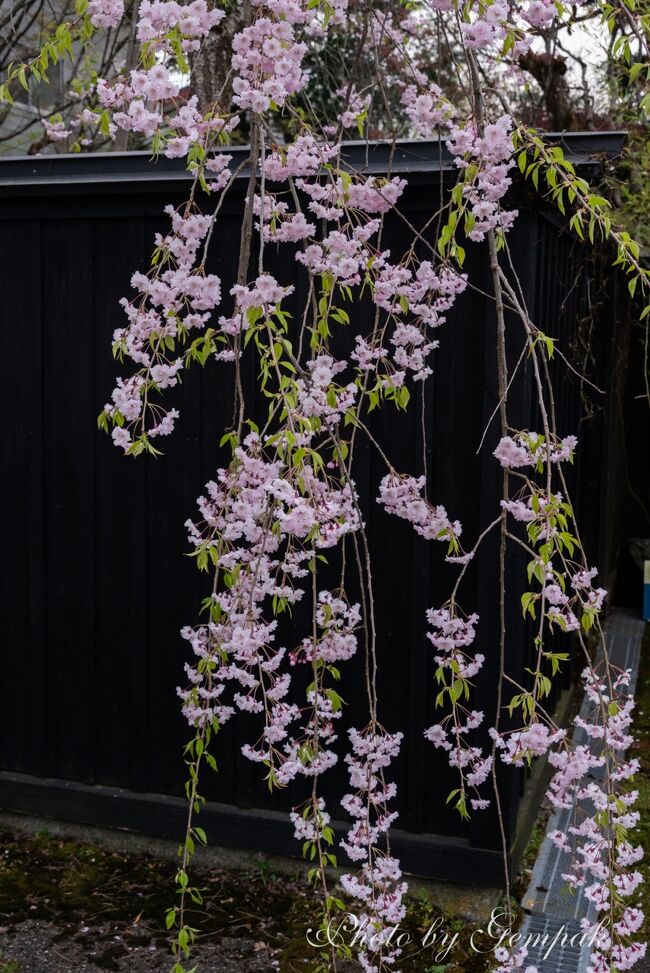 桜前線は北上し、北東北の桜が満開を迎える中、主に角館の枝垂れ桜、弘前城の桜、五所川原の芦野公園の桜を見に久しぶりの長距離ドライブ、車中泊で2泊3日の旅を満喫してきた。<br />第2弾は今回の旅のメインイベントの一つ、武家屋敷の枝垂れ桜と桧木内川の桜堤のソメイヨシノ！　桜の見頃の週末とあって、予想以上の人出で、昼過ぎに角館市内に入ったが大渋滞で駐車場の空きがない。そこで、武家屋敷にほど近い日帰り温泉「かくのだて温泉」で長距離ドライブの疲れを癒し、遅めのランチで稲庭うどんを食べながら市中の混雑が減るのを待って、今宵の車中泊の場所でもある県営桜堤駐車場に車を入庫できた。<br />武家屋敷の枝垂れ桜のライトアップが始まるまで、桧木内川の桜堤を散策し、夕方からは武家屋敷枝垂れ桜と桜堤のライトアップ撮影を楽しんだ。ここで思わぬハプニングが発生したが、それは本文中にて。<br />翌朝は花見客でにぎわう前の早朝の静かな時間帯に再び武家屋敷の枝垂れ桜をカメラに収めることができた。