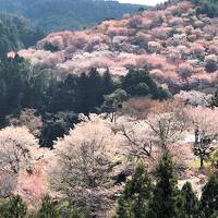 2泊3日　奈良へお花見の旅 ２日目　今年は吉野山でお花見です