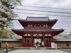 蓼科は今が桜の見頃でした③