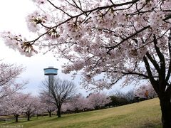「古代蓮の里」のサクラ_2022_4月1日は満開で綺麗でした。（埼玉県・行田市）