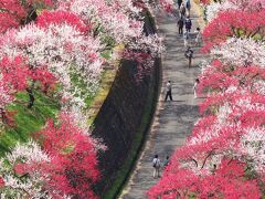 花の阿智村　花桃祭り