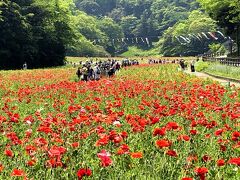 季節の花に逢いに行こう！ポピー再び☆渡し舟が縁を結ぶ、湾を隔てた2つの叶神社