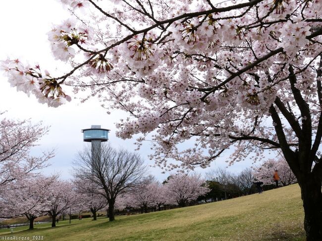 埼玉県行田市の「さきたま古墳公園」で満開のサクラを見た後、曇天強風でしたが、満開のタイミングを逃したくないので、数km移動して「古代蓮の里」へ、サクラを見に行きました。<br /><br />桜の時季の「古代蓮の里」へは初めての訪問です。サクラの木が思っていた以上に沢山あって、それらの全てが見事に満開で、とても綺麗でした。曇天は少しずつ回復方向で、後半は青空が見え始めましたが、快晴にはなりませんでした。<br /><br />（旅行記作成は、5月4日です）