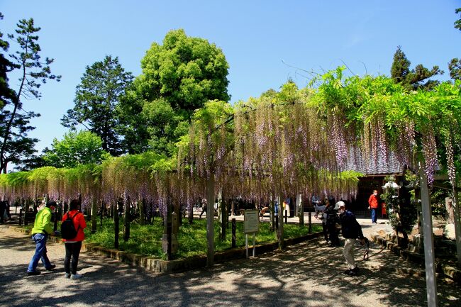 三大神社の藤<br /><br />砂擦りの藤で有名な三大神社です。<br />たくさんの人が訪れていましたが、藤の方は盛りを過ぎていて少し残念でした。