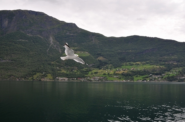 2015年夏。私はノルウェーを中心とする北欧を旅してきました。<br /><br />今回の旅の目的は鉄道旅行。特にスウェーデンのストックホルムからヨーロッパ最北端の駅ナルヴィクに向かう夜行列車はかつて宮脇俊三氏が「記者旅は地球の果てへ」で取り上げたこともあり、子供のころから絶対乗りたい列車のひとつだったのです。<br />ついに乗る機会に恵まれました。スウェーデン国鉄のホームページで1人用個室を予約。どんな車窓が見られるのか、今から楽しみです。<br />ちなみにヨーロッパ最北端の駅は厳密にいえばロシアのムルマンスクになりますが、外国人が気軽に行ける町ではありませんし、純粋な意味でのヨーロッパ最北端はやはりナルヴィクと言えるでしょう。<br /><br />また今回はオランダ経由としました。ノルウェーに行く前に、ヨーロッパでもっとも盛んと言われているオランダの野球をこの目で見たかったからです。<br /><br />オランダからはノルウェーの歴史ある港町であるベルゲンに飛び、ベルゲンからは世界一の長さを誇るソグネフィヨルドを船と列車で観光しオスロへ。<br />オスロからは特急列車で隣国スウェーデンの首都ストックホルムに向かい、念願のヨーロッパ最北端ナルヴィクまで夜行列車に乗車します。<br />ナルヴィクからは路線バスに乗ってファウスケという町まで下りトロンヘイムで一泊。<br />トロンヘイムからはフィヨルドの絶景が美しいラウマ鉄道に乗車しオスロへ。<br />最終日はオスロ観光、というスケジュールとなっています。10日間の旅行ですがノルウェー入りは3日目からとなりますので、かなり忙しいスケジュールになってしまいました。<br />スカンジナビア半島を鉄道でぐるりと回る今回の旅、素晴らしい車窓を楽しめそうです。<br /><br />■ 日程<br />2015年8月7日~2015年8月16日<br /><br />8/7 成田→イスタンブール→ロッテルダム<br />8//8 ロッテルダム→スキポール<br />8/9 スキポール→ベルゲン<br />8/10 ベルゲン→ソグネフィヨルド→オスロ<br />8/11 オスロ→ストックホルム<br />8/12 ストックホルム→ナルヴィク<br />8/13 ナルヴィク→トロンヘイム<br />8/14 トロンヘイム→ラウマ鉄道→オスロ<br />8/15 オスロ→イスタンブール→成田<br />8/16 成田着<br /><br />※ブログ『マリンブルーの風』に掲載した旅行記を再編集して掲載しています。<br />ブログには最新の旅行記も掲載していますので、ぜひご覧下さい。<br /><br /> 『マリンブルーの風』<br />http://blog.livedoor.jp/buschiba/<br /><br />2015年ノルウェー旅行記<br />http://blog.livedoor.jp/buschiba/archives/52486830.html<br /><br />ノルウェー旅行記の第8回です。<br />4日目は世界最大にして最長の長さを誇るソグネフィヨルドを観光します。<br />フィヨルドの最奥部にあたるグドヴァンゲンからフェリーに2時間ほど乗船し、フロムへと向かいました。続いて後編です。