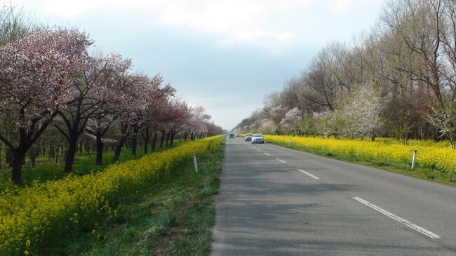3年前(秋）に秋田地方を訪問した時、今度来るときは春の桜の咲く頃の秋田をぜひ訪問するよう友人に勧められ、今回桜前線に合わせて再訪問することになりました。大阪空港を午後のフライトで3時過ぎに秋田空港に着き、ここからレンタカーで2泊3日に旅です。早速今回のハイライトの一つである大潟村の桜街道へ約1.5時間のドライブで直行です。延長11kmの菜の花ロードに咲き揃う桜とのコラボレーションは見事で、旅の疲れも消えました。十分堪能後、今晩の宿である男鹿半島にある男鹿温泉郷でほっこり湯浴びして旅の疲れを落としました。ここは源泉かけ流しでなまはげの面が印象的でした。夕食にはあんぷら餅や石焼料理の郷土料理のもてなしが嬉しかった。食後は男鹿温泉交流会館「五風」で勇壮な「なまはげ」の太鼓演奏を堪能する。翌日は半島の最先端から絶景を見渡し、半島をドライブし標高３５５ｍの寒風山山頂まで一気に登りました。当日は風が強く少し寒かったが山頂からは360度のビューは素晴らしい！！。次の目的地である白神山地に向かう。ここからは少し距離があるが一日かけて、東北沿岸のドライブを楽しみながら2時頃に白神山地「十二湖散策コース」の出発点の森の物産館キョロロに着く。ブナ林に囲まれた大小３３の湖畔群で、その中の十二湖めぐりコースを約1時間かけて歩く。ブナ自然林が広がる個性的な湖沼が点在し、散策路のすぐ足元にはカタクリの花や自然植物の花類が満開で、思わぬ花街道に感動しました。帰りは再び八郎潟に戻り、友人の家で一泊することとした。その夜は秋田名物のきりたんぽ鍋やハタハタ寿司を食し、秋田の郷土料理を満喫しました。友人の庭先でこごみ採りや秋田ふき狩りも体験し、次の目的地である角館へと車を走らせる。ここからは1.5時間程でのドライブで着き、早速武家屋敷の見学をする。ここの楽しみの一つに堤の桜街道と武家屋敷の枝垂れ桜を期待してきたのだが、今年は1週間ほど早く、訪問所は残念ながら葉桜になっていた。枝垂れ桜は少し残っていたので、ゆっくりと武家屋敷散策を楽しみながら枝垂れ桜を鑑賞した。ここの名物「稲庭うどん」を食べながら秋田犬との出会いもあり、満足して夕方の飛行機で帰路に着いた。