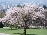 バンクーバーの八重桜とUBC植物園